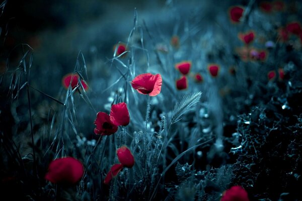 Monochrome photo of poppy flowers