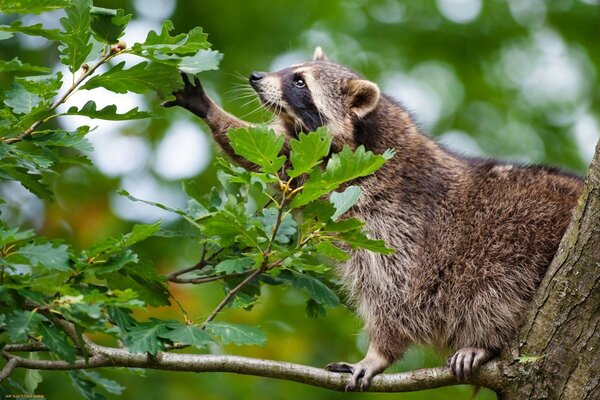 Un mapache divertido se extiende detrás de una hoja de roble