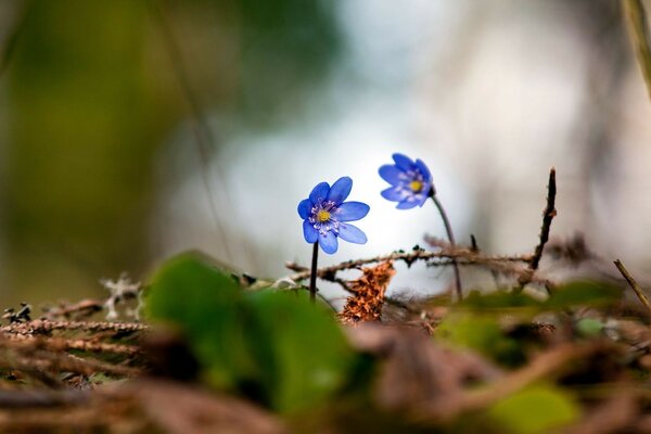 Macro photography. The flowers are blue. Blurring