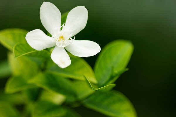 Macro photography. A white flower. Flora