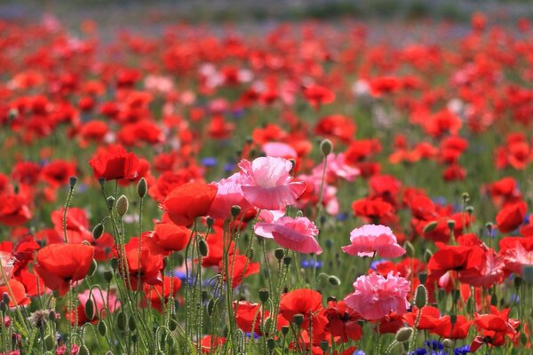 Champ de fleur. Pavots. Flore