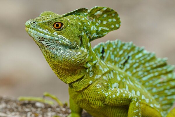 Faune incroyable. Lézard vert