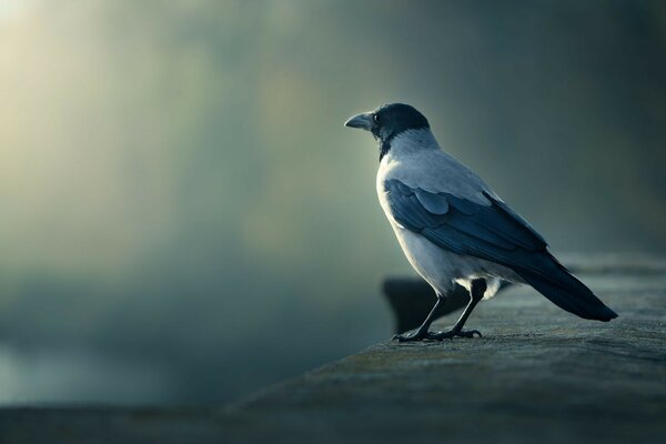 Corbeau gris solitaire dans la nature