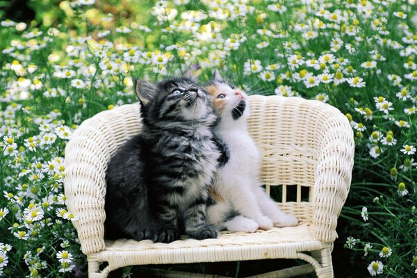 Two kittens in nature. Wicker Chair