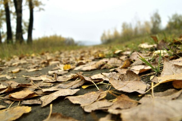 Colorful Autumn nature near you