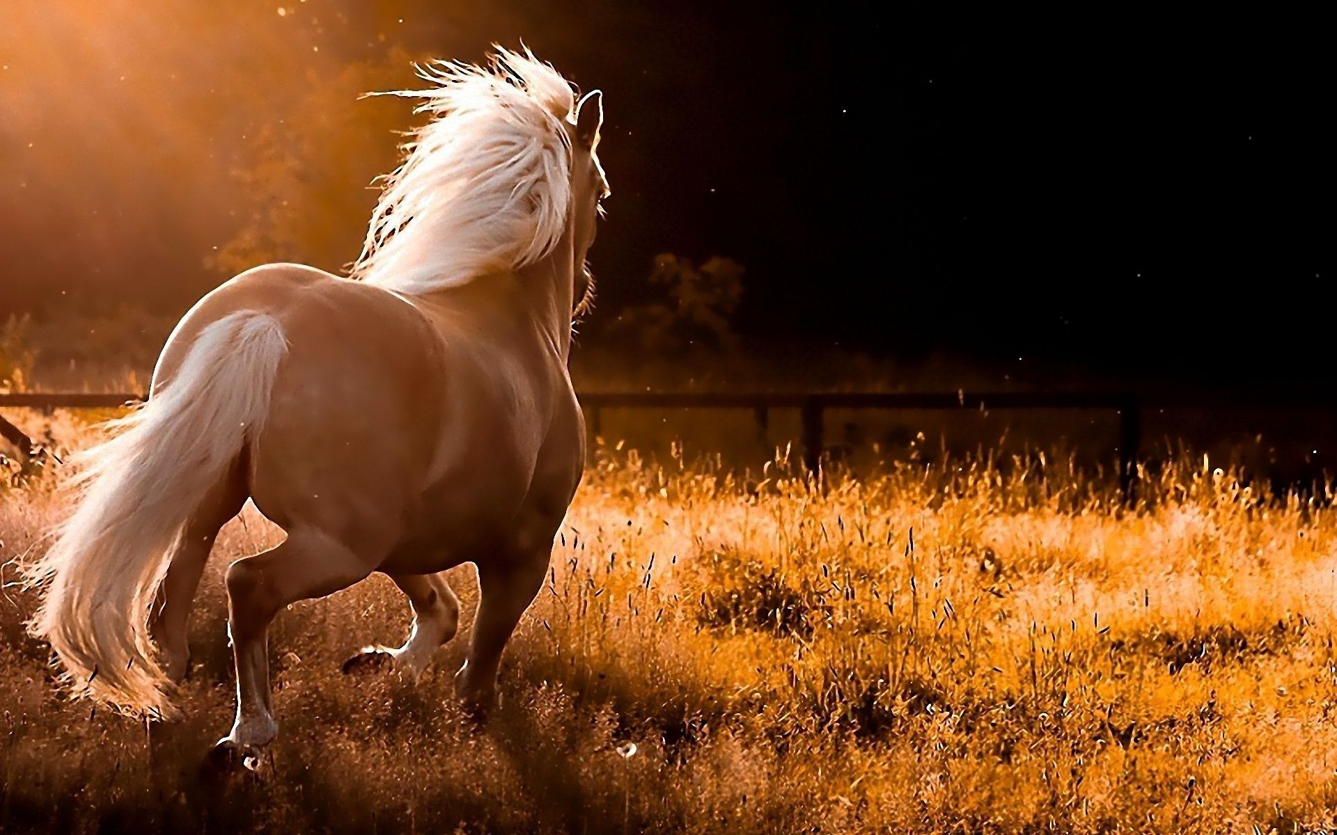 horses cavalry horse mare nature mammal outdoors grass farm field stallion one sunset equine pasture dawn