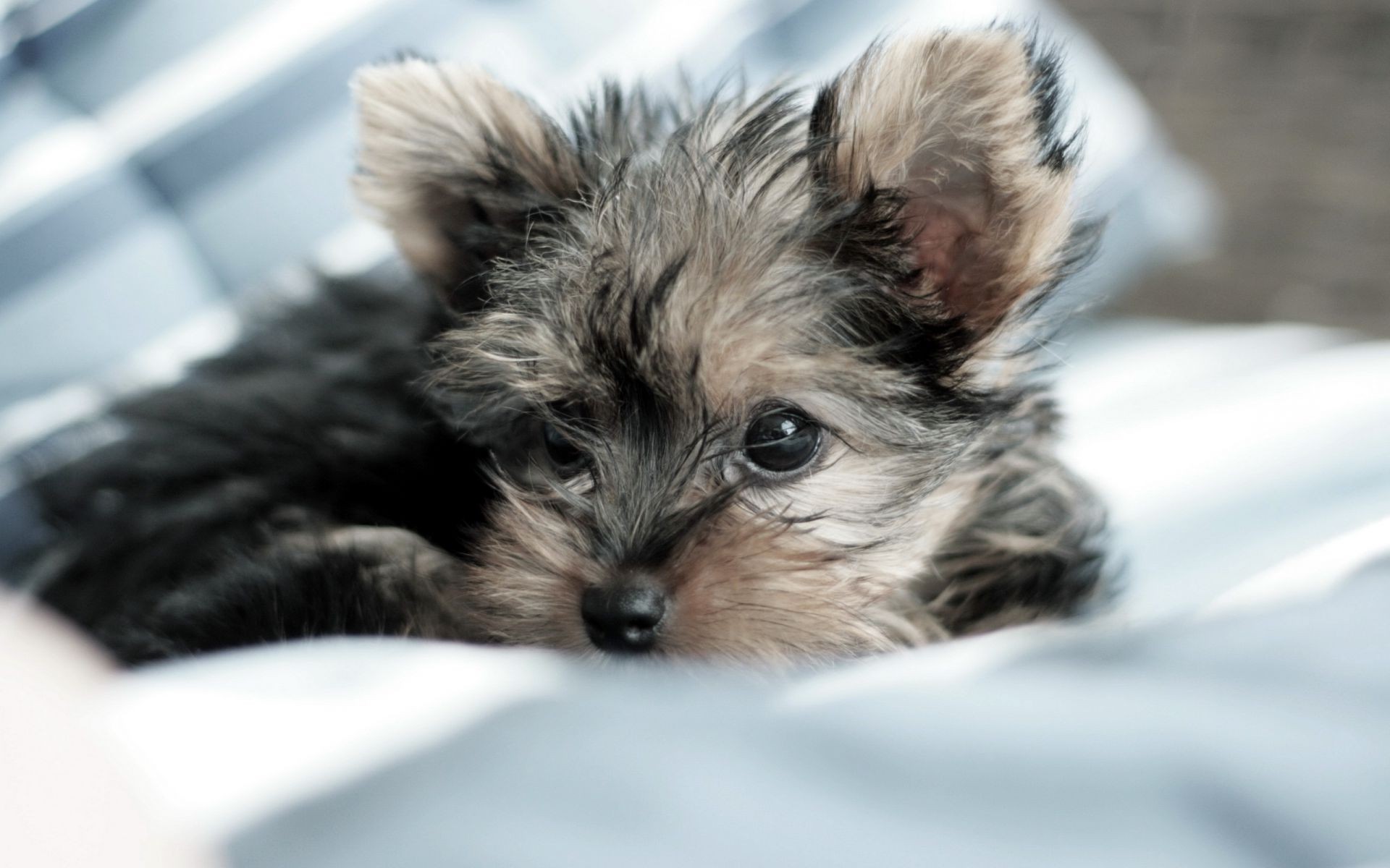 perros lindo mascota animal mamífero pelaje perro pequeño doméstico retrato ver joven perro pelusa cachorro ojo adorable pelo