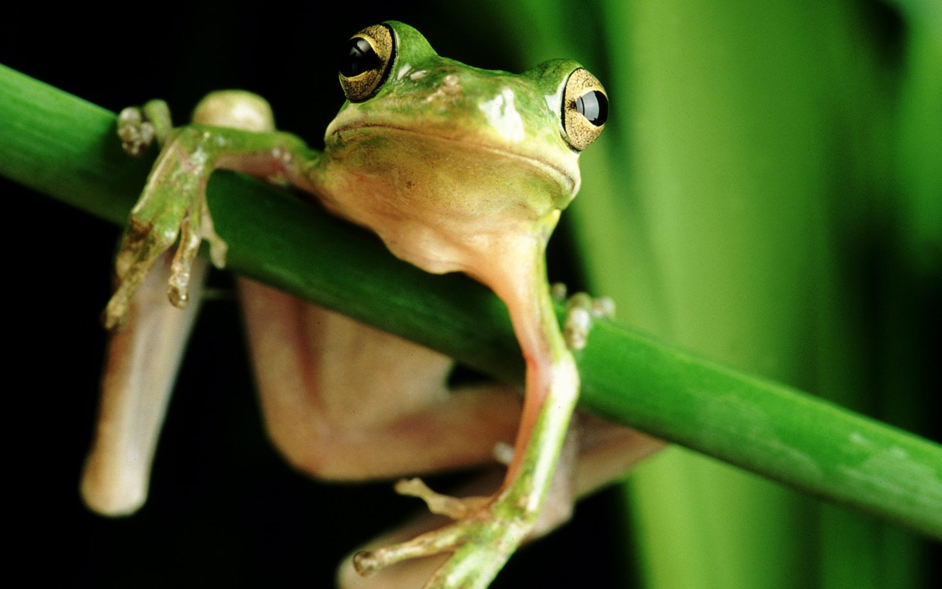 rettili e rane rana anfibio fauna selvatica natura foglia appiccicoso pioggia gazoo informazioni hyla animale uno foresta pluviale occhio viscido all aperto