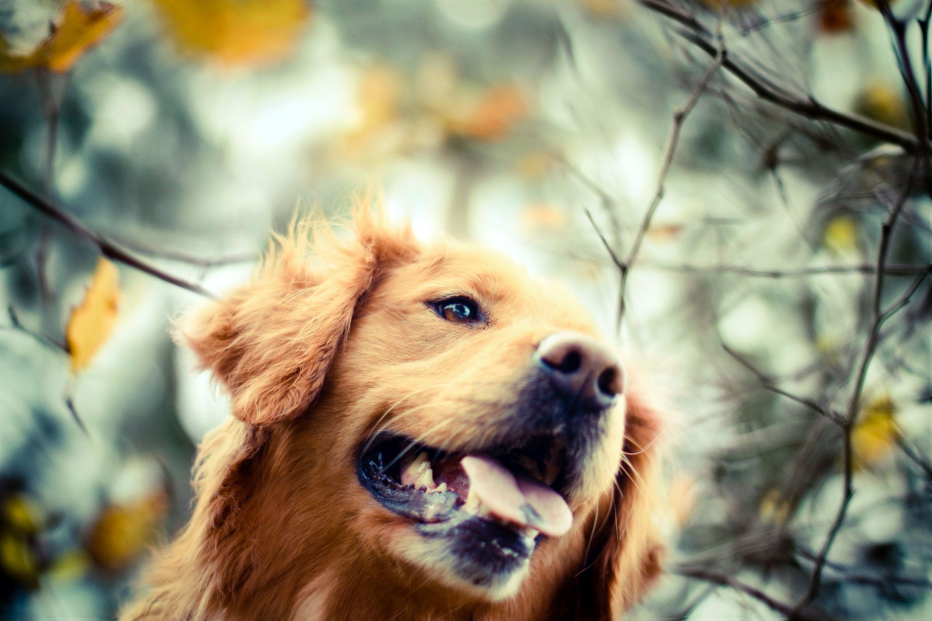 cane mammifero ritratto animale domestico cane animale domestico carino pelliccia all aperto canino natura