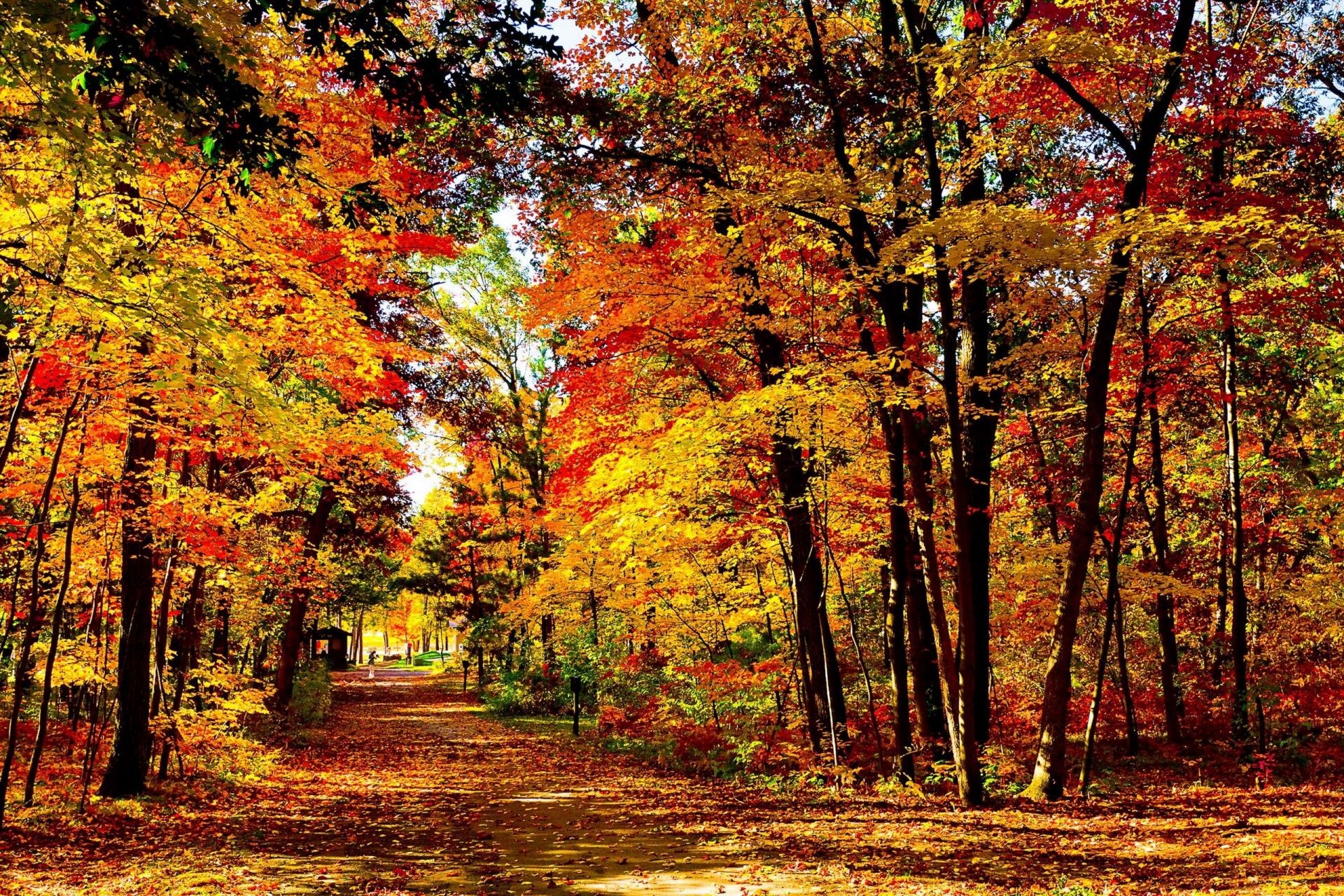 otoño otoño hoja árbol arce madera parque paisaje temporada naturaleza paisaje escénico carretera oro escena medio ambiente brillante guía callejón rama buen tiempo