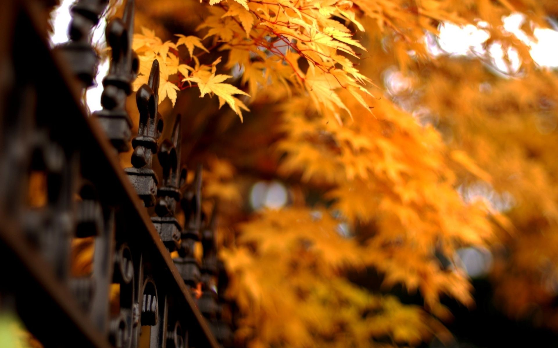 autumn fall light tree leaf wood gold outdoors season landscape park