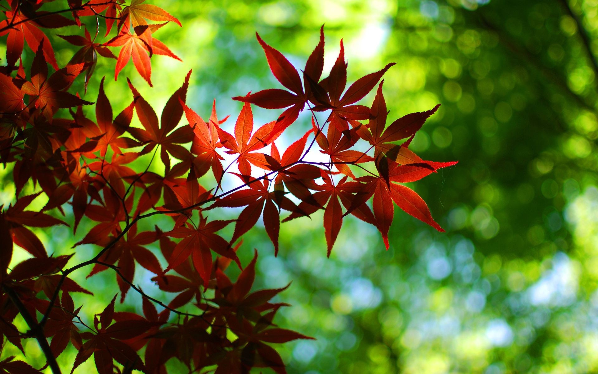 piante foglia natura luminoso flora estate albero lussureggiante autunno