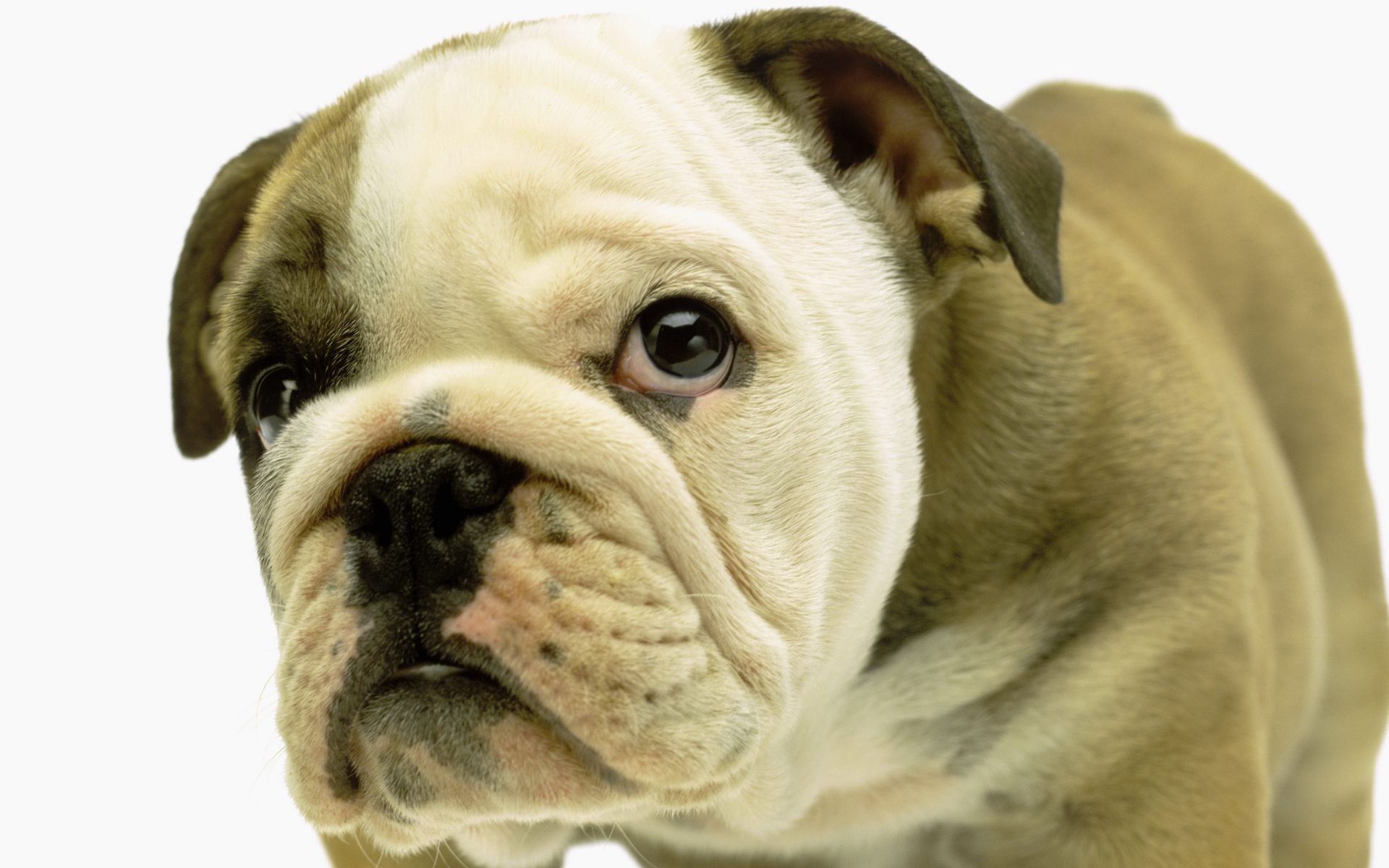 cani cane canino animale ritratto mammifero animale domestico carino cucciolo razza rughe purosangue studio domestico anteprima adorabile isolato bulldog moska divertente toro