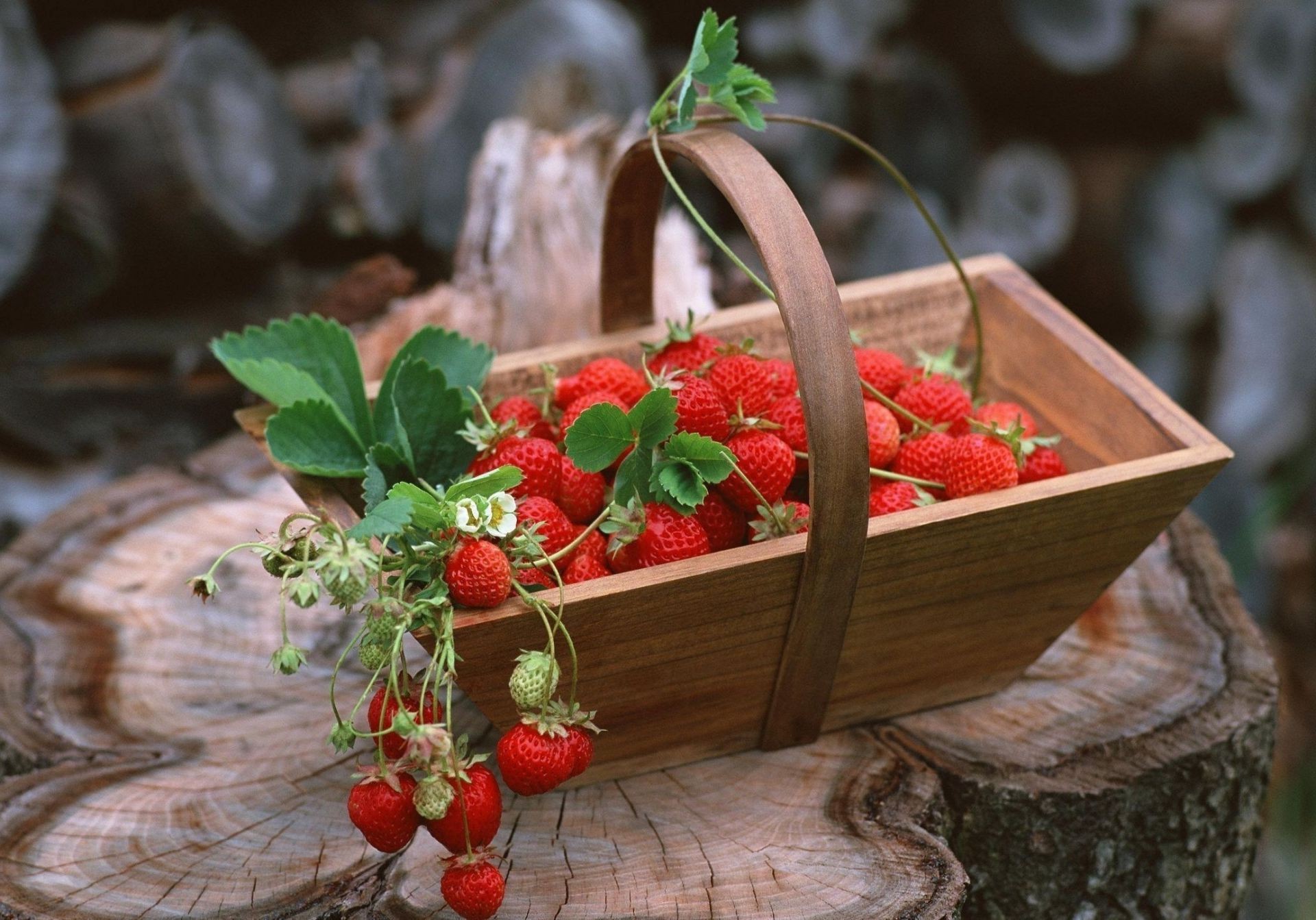 baies fruits nourriture baie en bois sain feuille bois grandir nature morte panier pâturage santé succulent rustique jardin nature table légume fraise