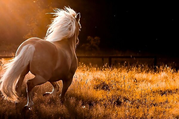 A beautiful horse runs across the field