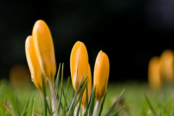 Macrophotographie. Fleurs orange. Nature