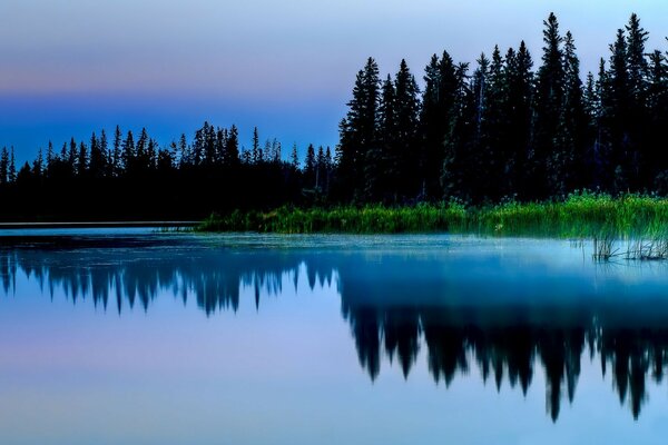 Aguas frías del bosque nocturno