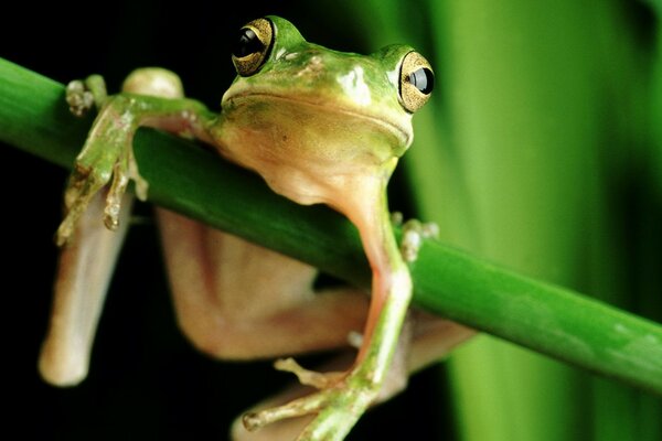 Grenouille drôle accroché sur l herbe