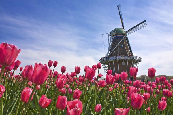 Lonely mill around red flowers