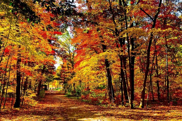 Feuilles jaunes automne beauté