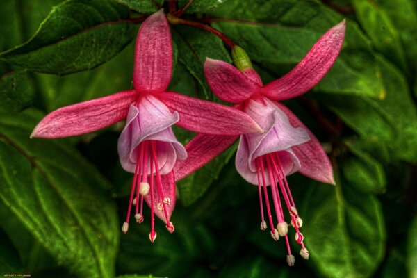 Photos of beautiful red flowers on a background of leaves