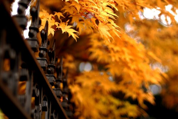 Hojas, árboles y luz en otoño