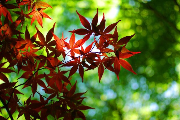 Macro photography. Red leaves. Nature. Flora