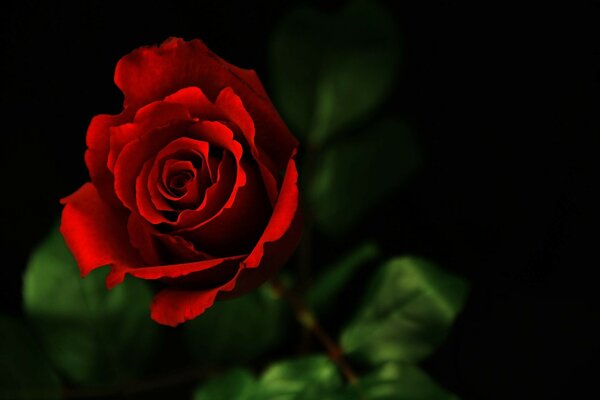 A beautiful red rose. Romance