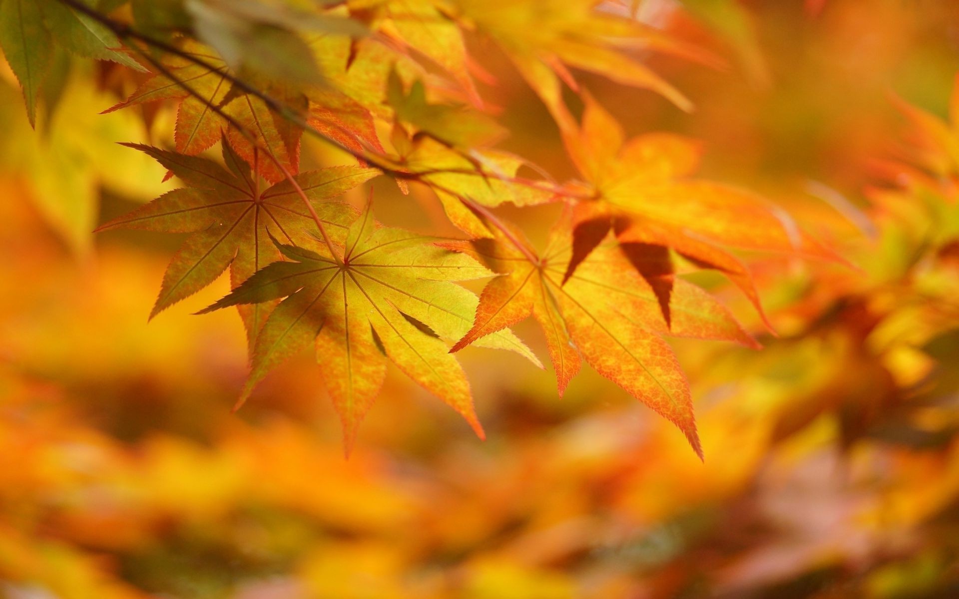 blätter blatt herbst ahorn natur flora saison hell farbe holz park im freien üppig holz gutes wetter garten hell filiale