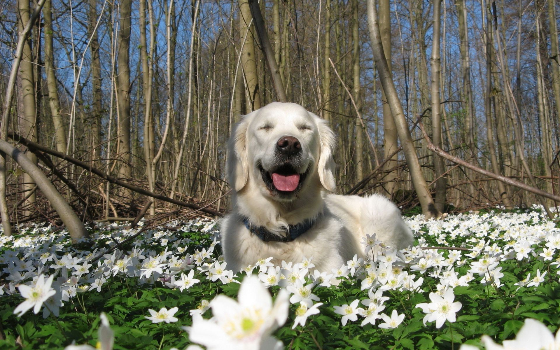 chiens nature fleur parc feuille bois à l extérieur herbe beau temps arbre jardin saison