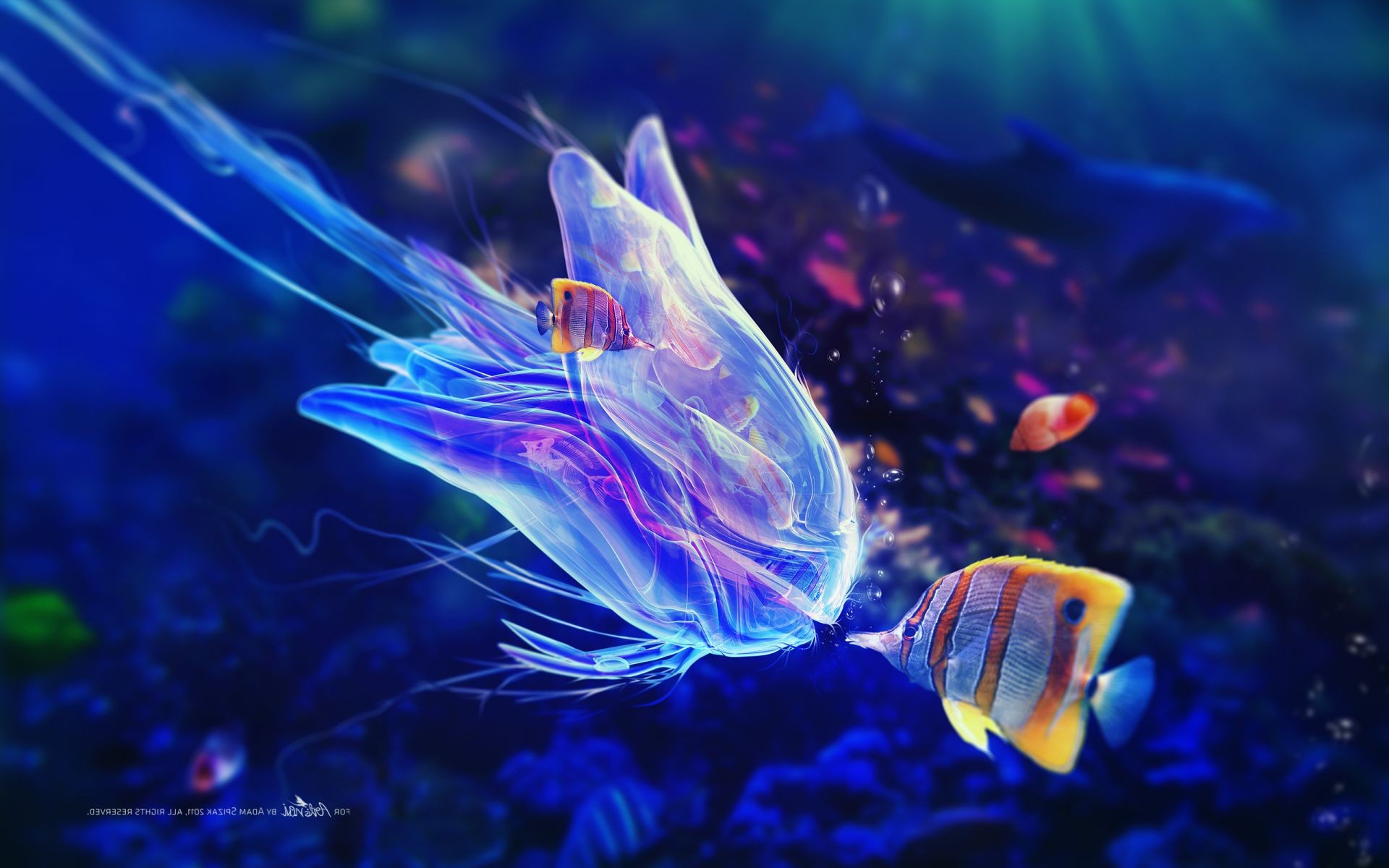 neon underwater ocean fish water aquarium sea jellyfish desktop coral swimming invertebrate color deep nature diving tropical