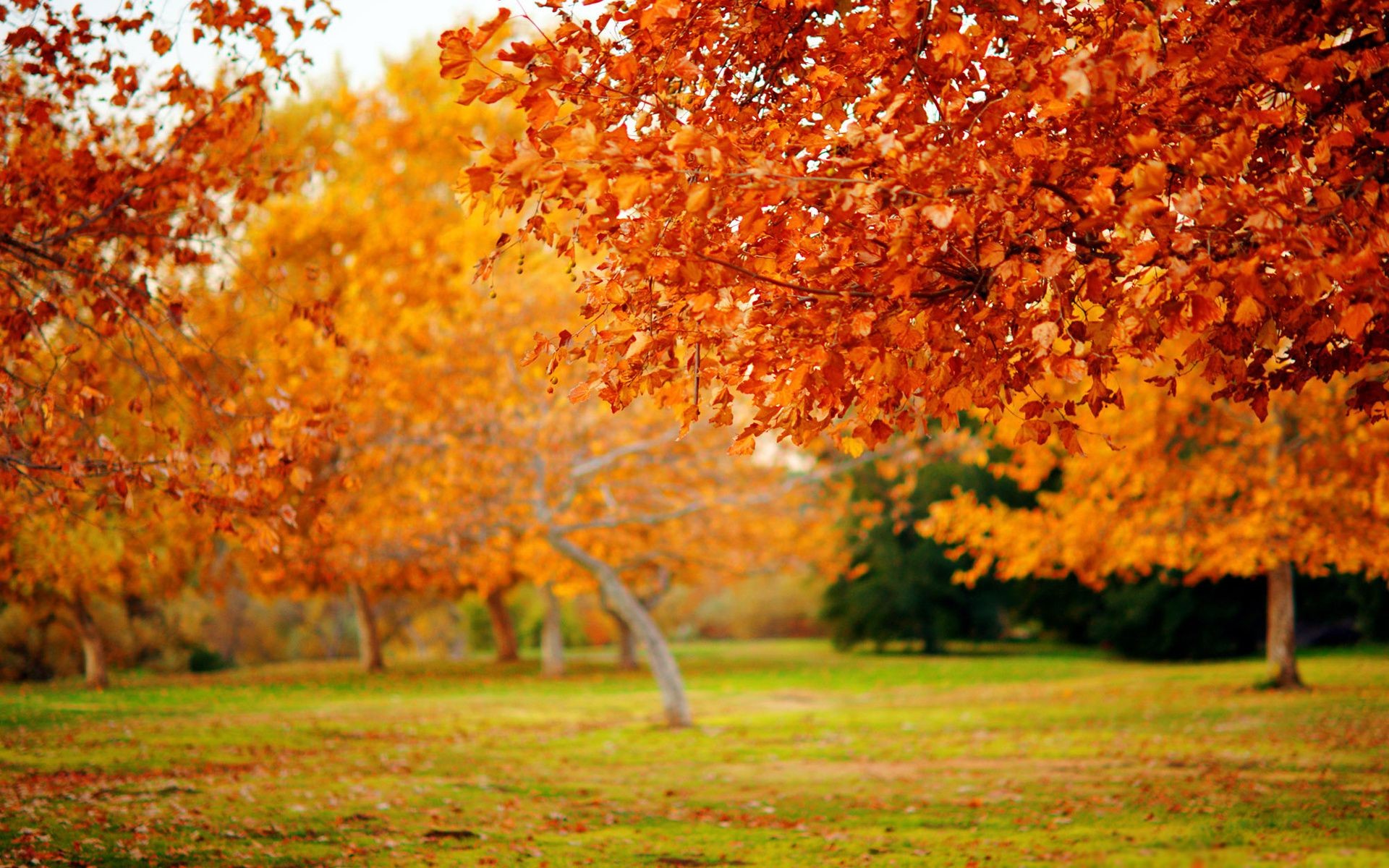 Trees autumn Nature Wallpapers autumn macro tree - Phone wallpapers