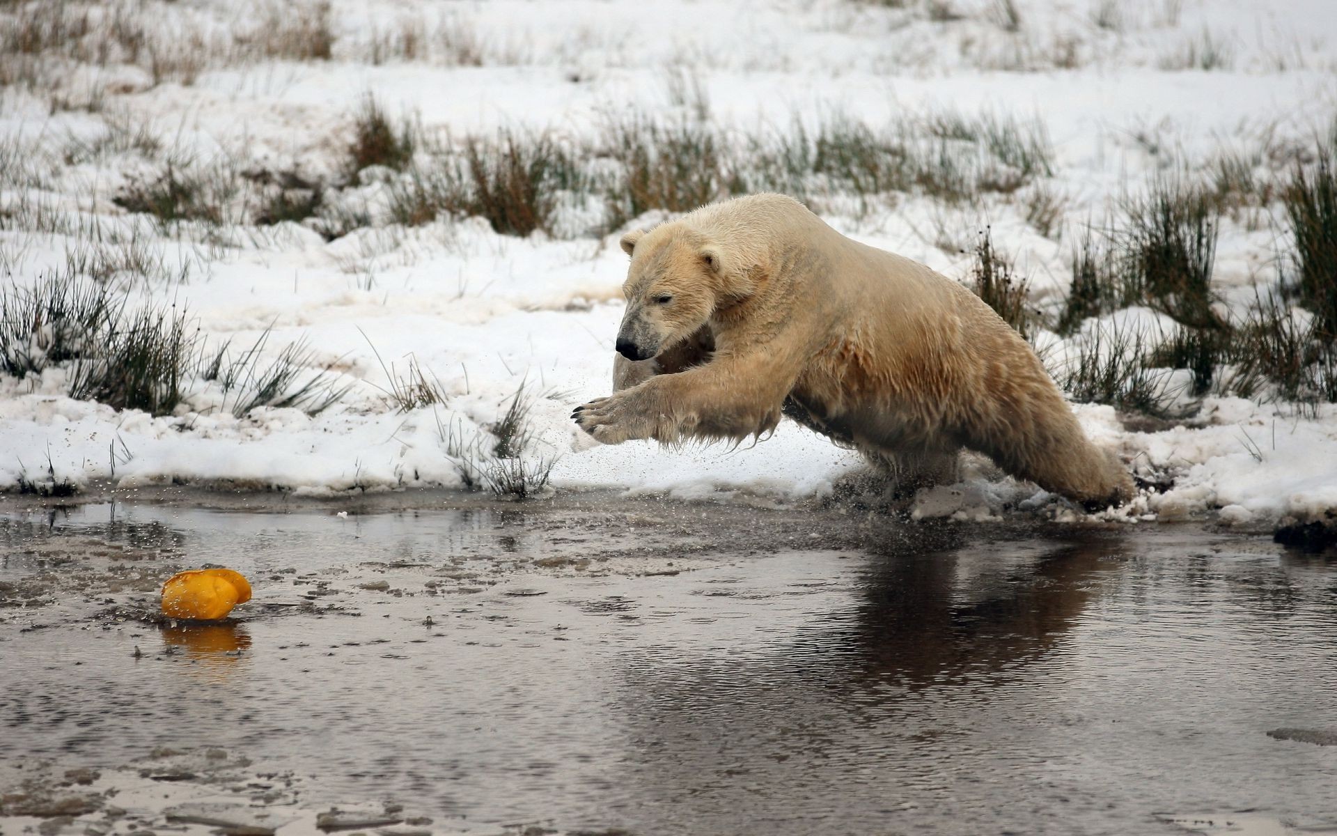 ours hiver neige eau mammifère faune nature froid en plein air animal glace parc