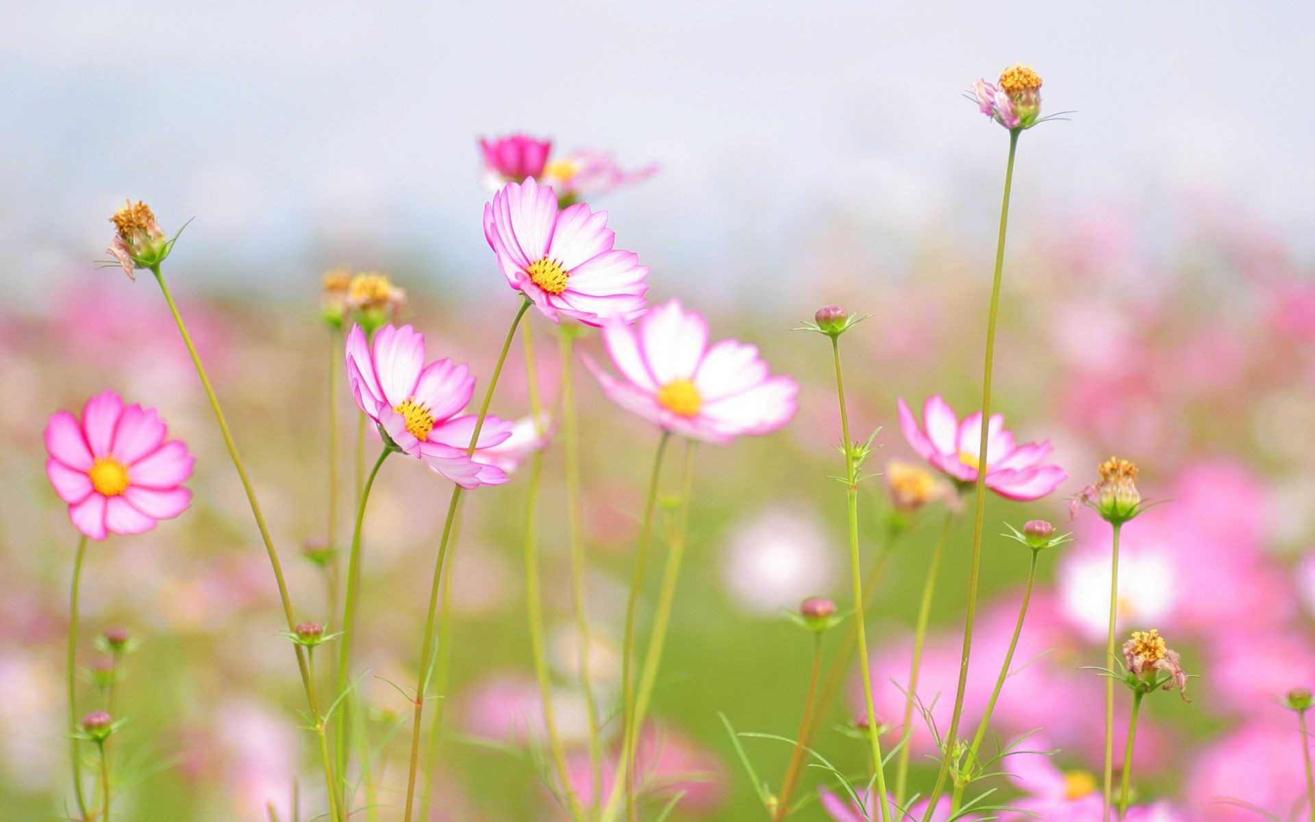 fiori di campo natura fiore estate flora luminoso giardino crescita spazio fioritura floreale campo bel tempo petalo erba foglia colore selvaggio all aperto sole