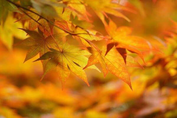 Helle Ahornblätter im Herbst