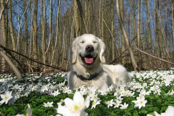 Paisaje. Perro blanco. Flores