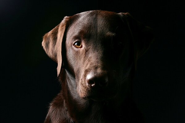 Cão cão Retrato noite