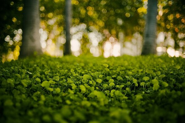 Forest landscape with soft focus effect. In the foreground are plants with round leaves