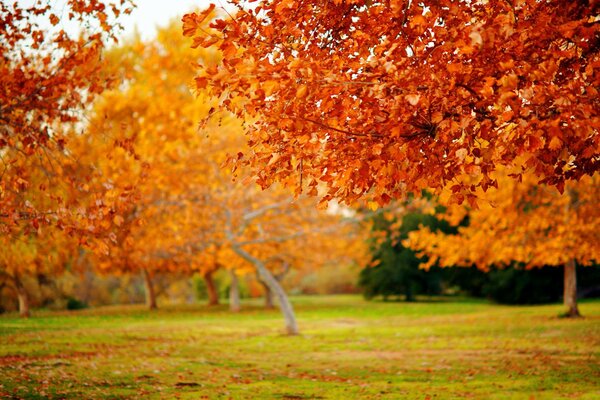 Awesome autumn nature to lift the mood