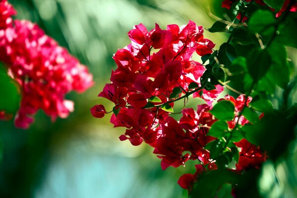 Flores jardim folha natureza