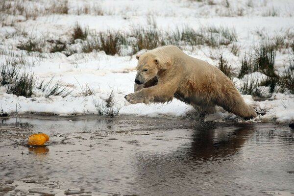 Hiver ourson eau neige