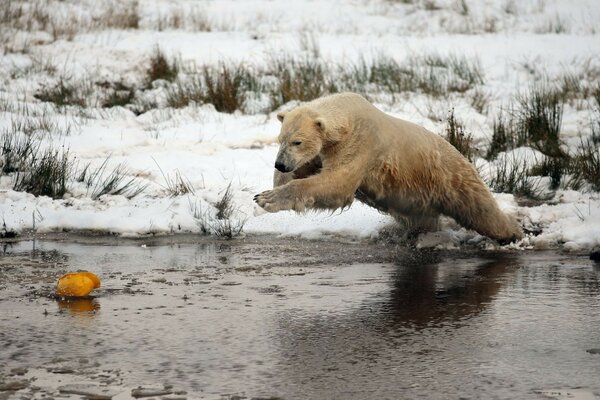 Зима медвежонок вода снег