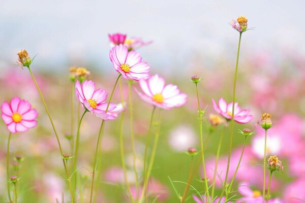 Verano belleza flores ternura flor frescura