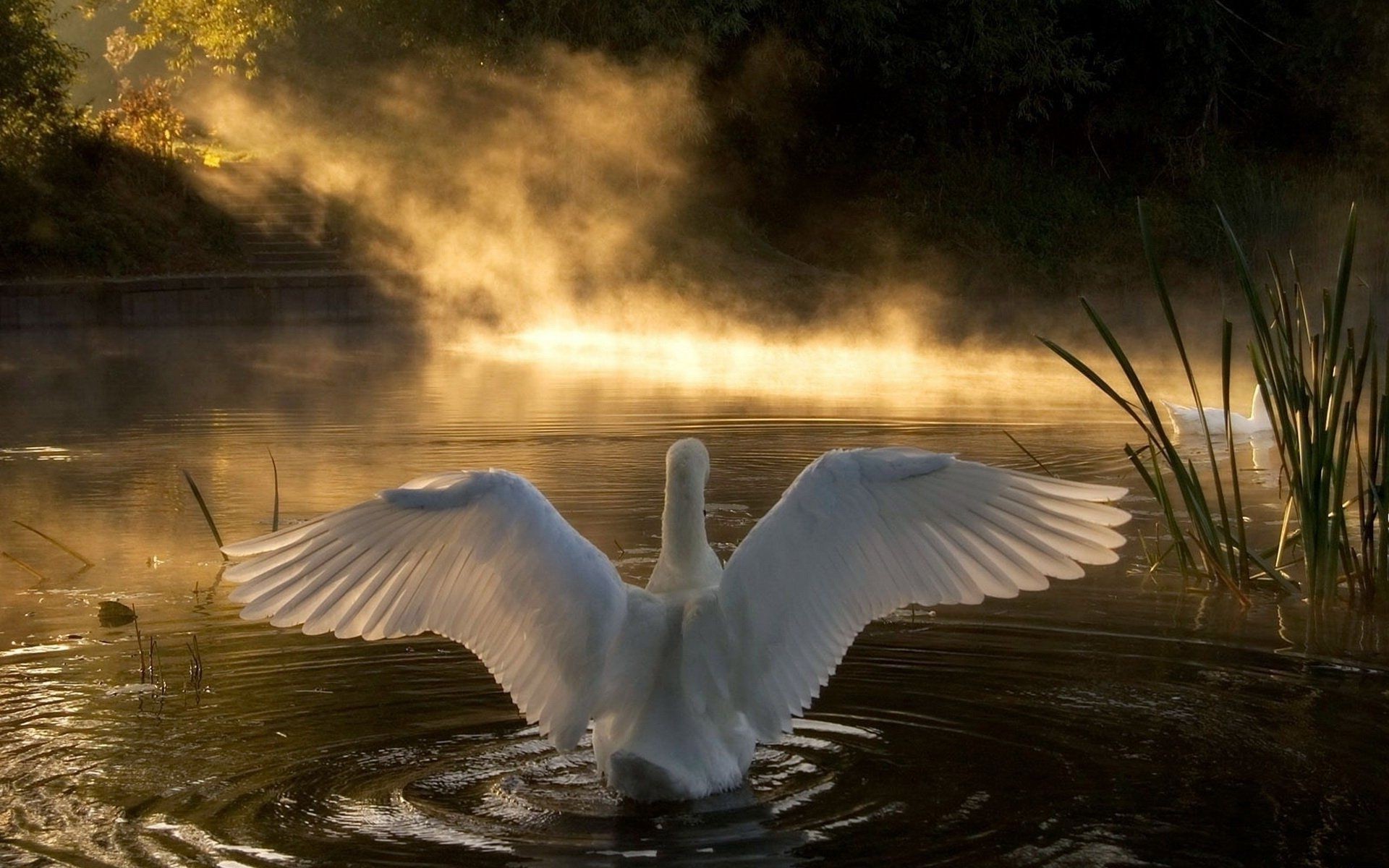animali uccello acqua lago cigno fiume riflessione all aperto natura gabbiani alba fauna selvatica tramonto piscina uccelli acquatici anatra oca