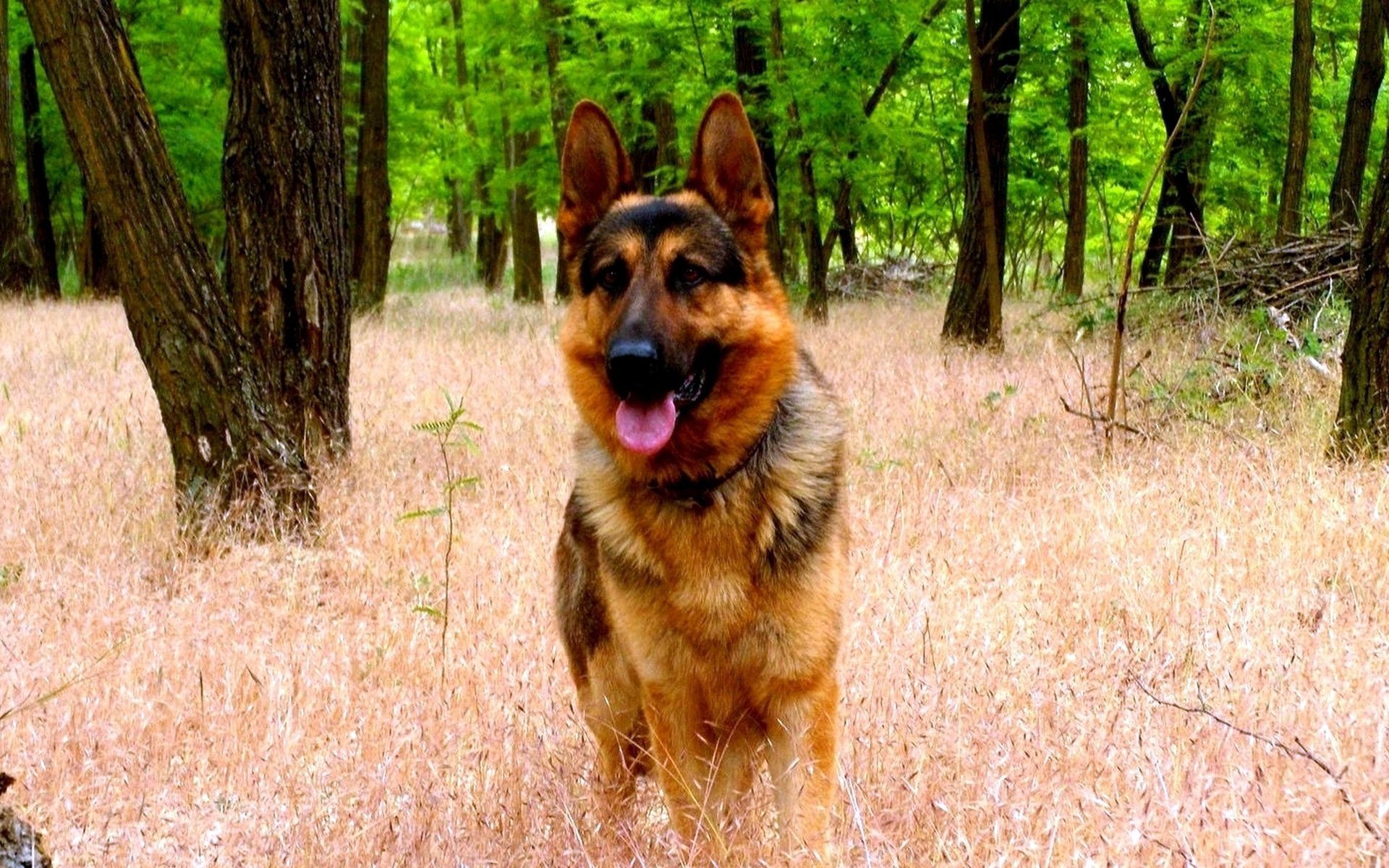 köpekler köpek evde beslenen hayvan memeli köpek eğitmeni hayvan doğa çimen sevimli portre açık havada kürk cins