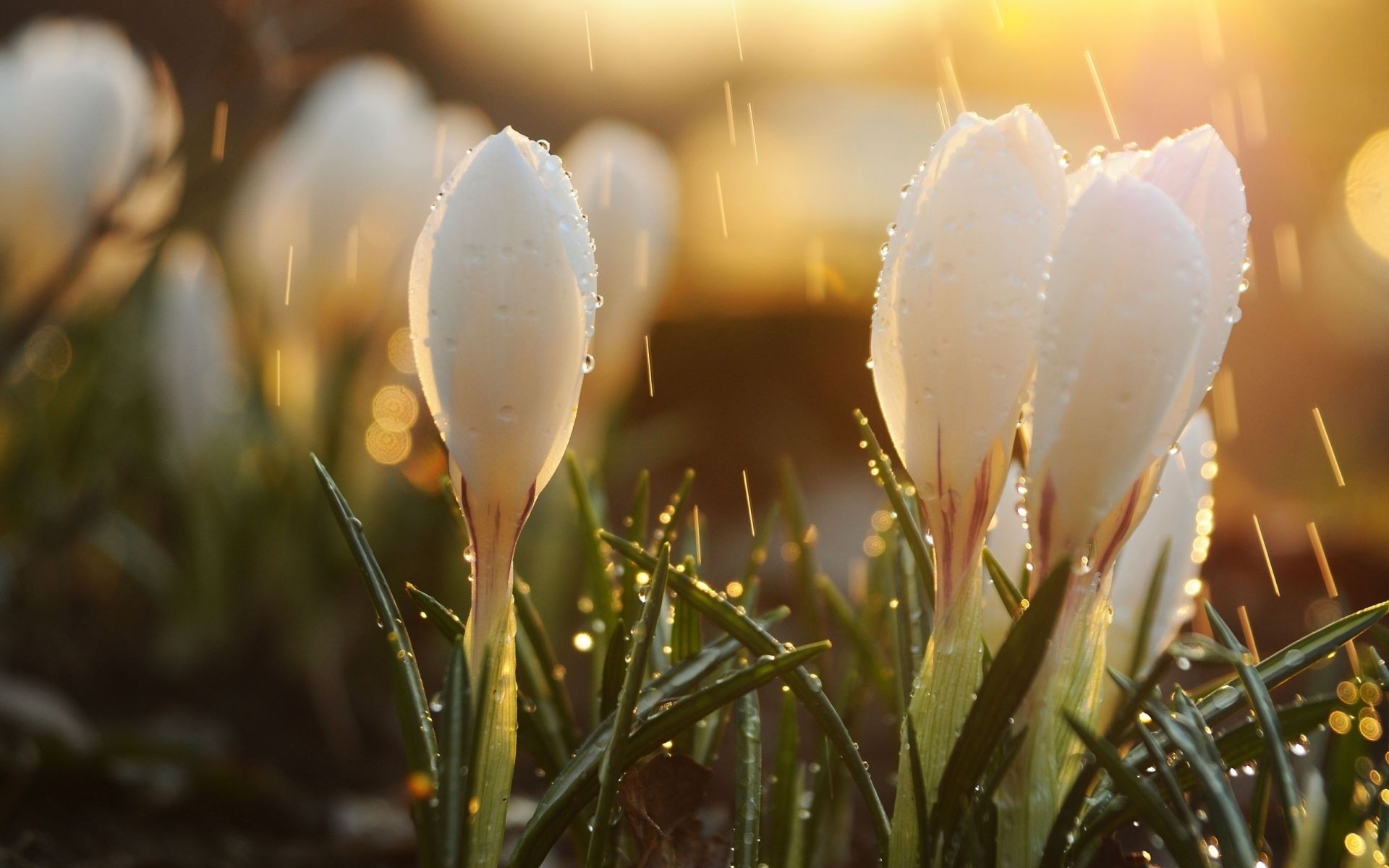 flores naturaleza pascua flor hierba al aire libre desenfoque buen tiempo sol campo hoja verano tulipán