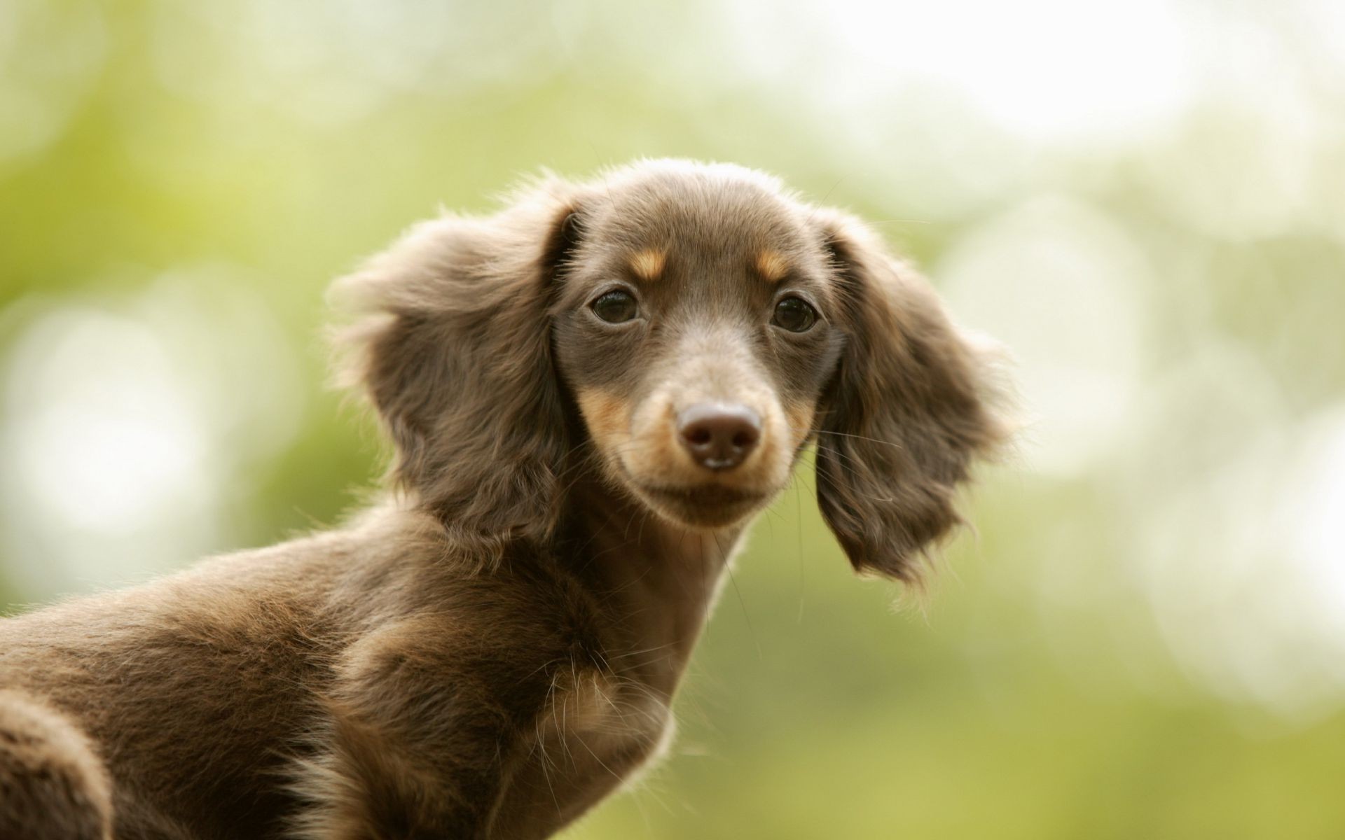 cani cane carino mammifero animale animale domestico ritratto canino cucciolo piccolo giovane visualizzazione erba pelliccia razza natura occhio adorabile