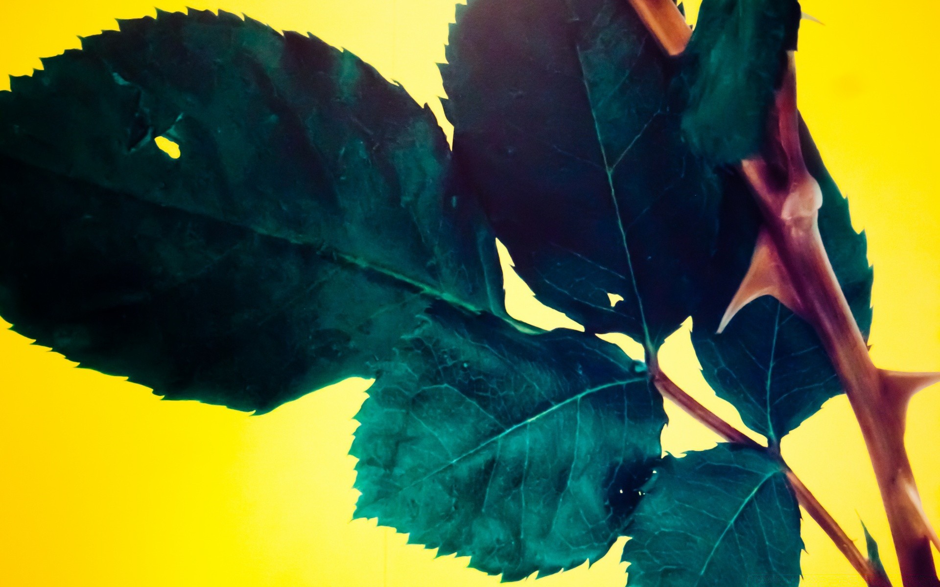 colori vivaci foglia all aperto singolo autunno natura albero