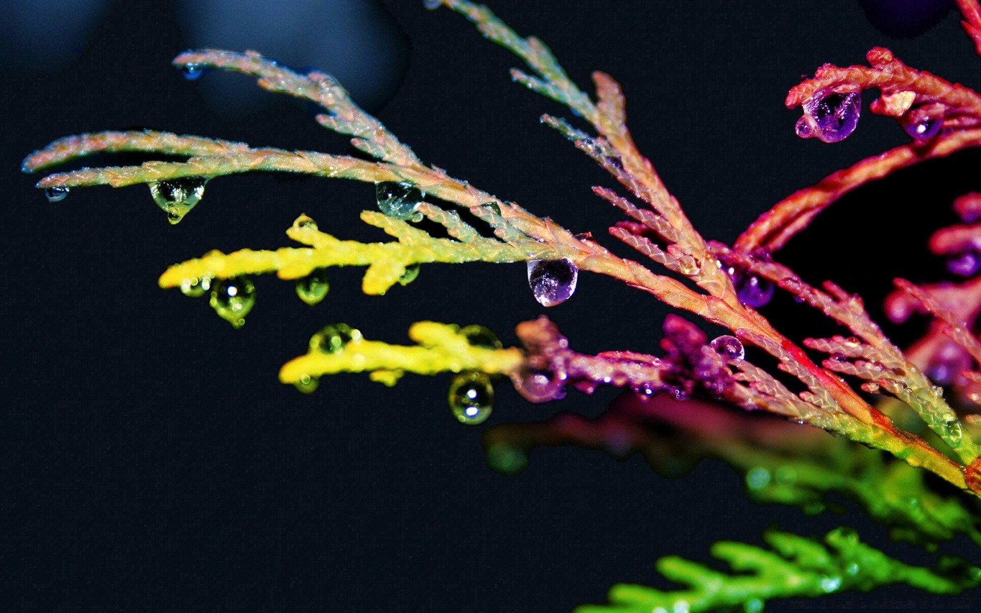 cores brilhantes flora folha flor cor árvore natureza borrão invertebrados jardim inverno luz ramo ao ar livre biologia