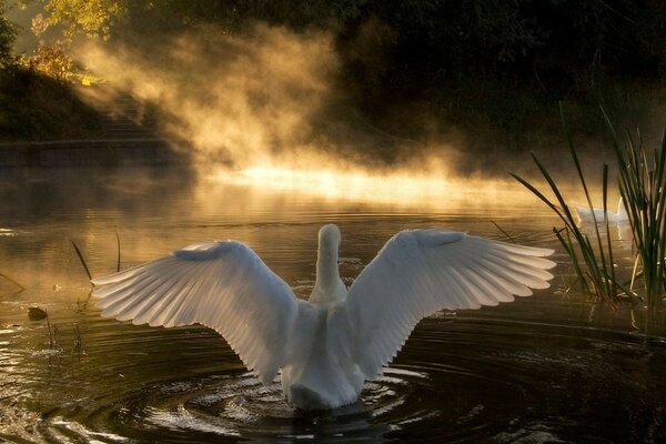 Ein weißer Schwan untersucht das Wasser des Sees